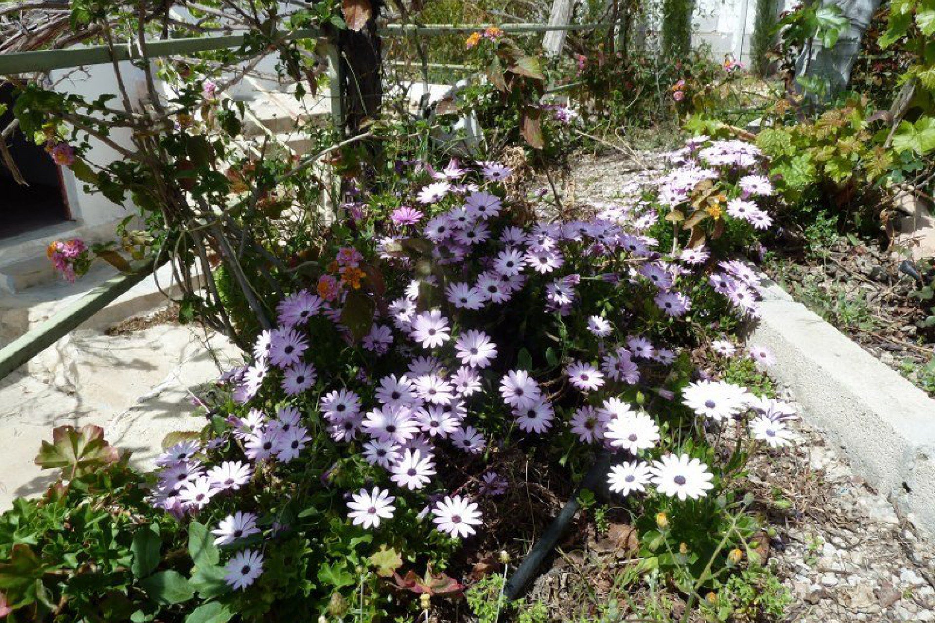 Herverkoop - Geschakelde Villa -
Murcia