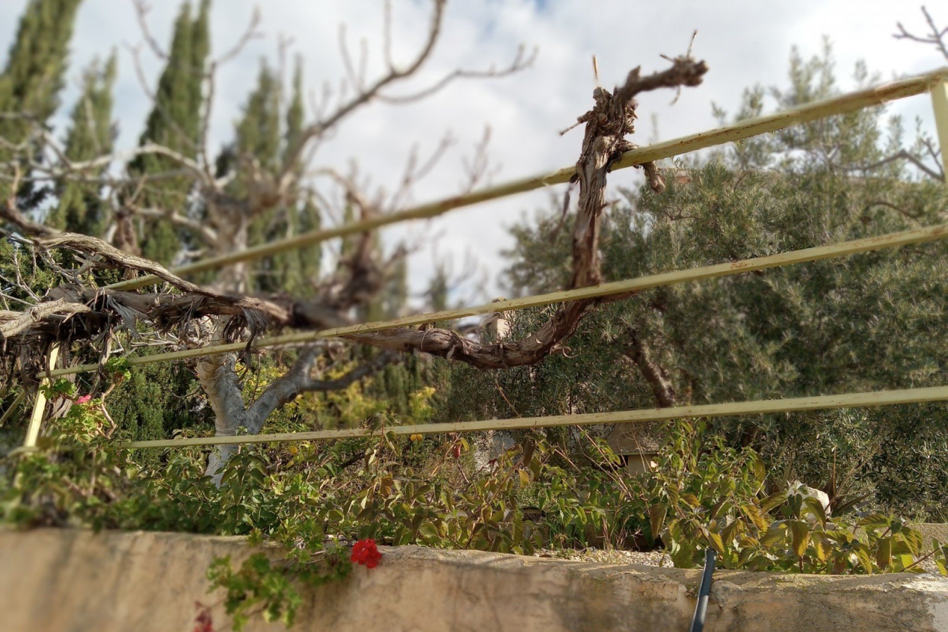 Revente - Jumelée -
Murcia