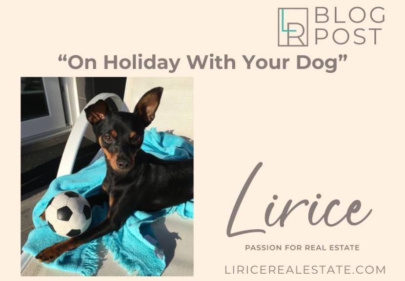 Taking Your Dog on Vacation: Important Tips and Rules